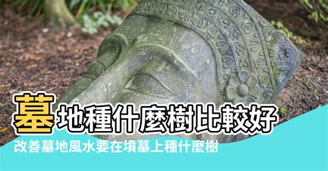 墓地種樹|改善墓地風水要在墳墓上種什麼樹,改善 ...